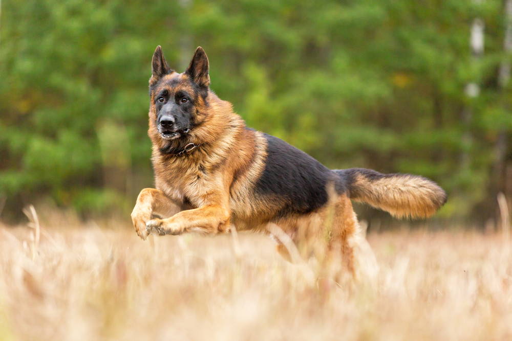 Top Health Conditions to Watch in German Shepherds Vetnique